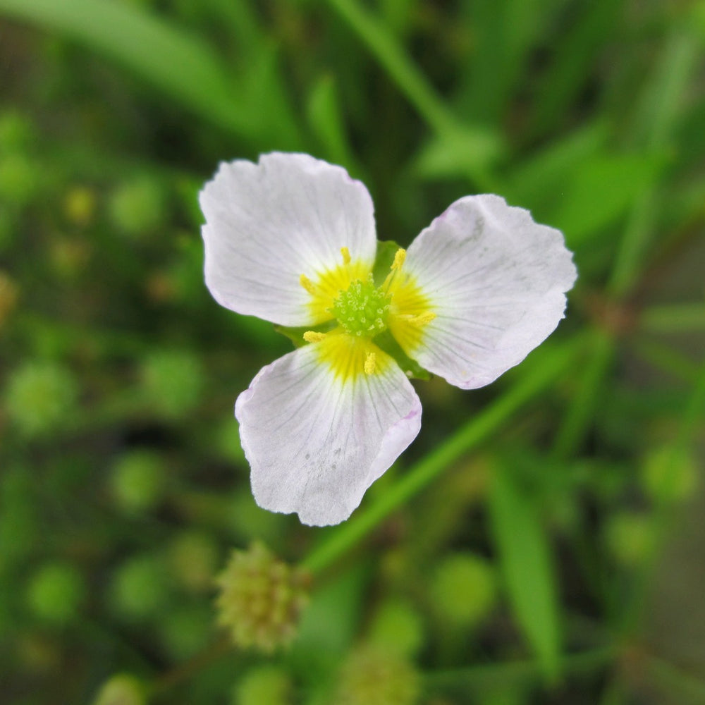 Lesser Water Plantain (Baldellia ranunculoides)