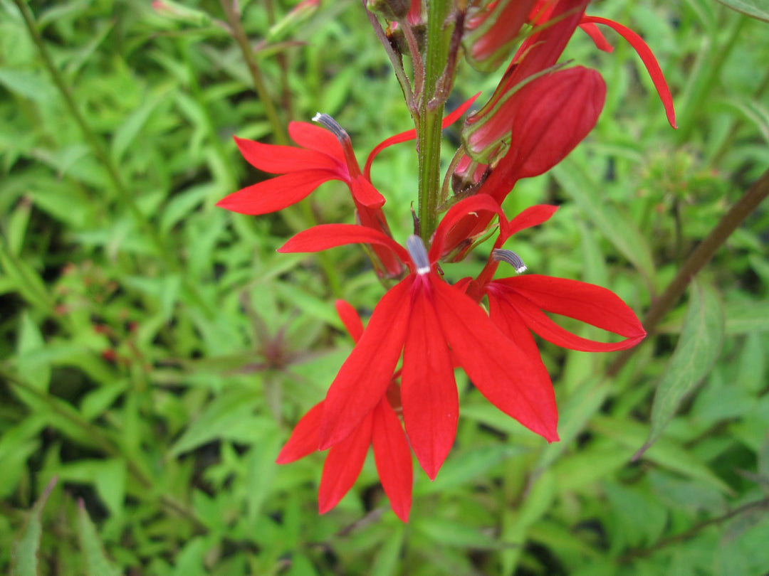 Scarlet Lobelia (Lobelia cardinalis)