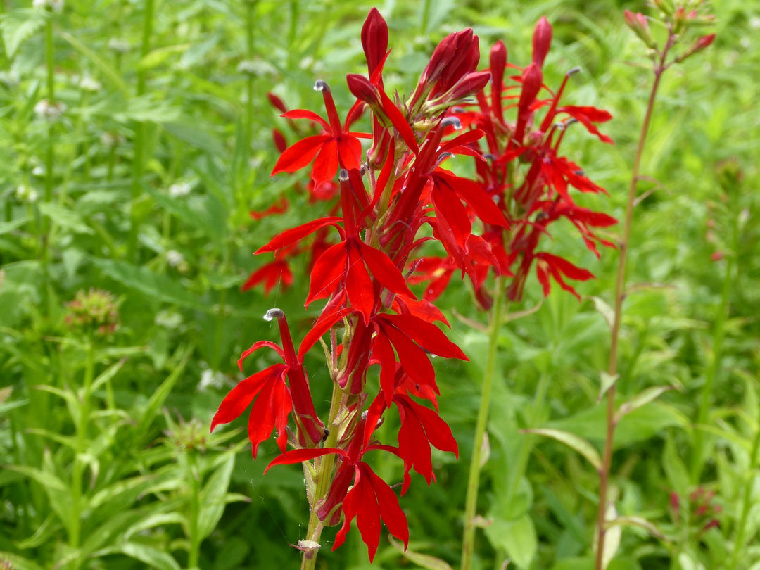 Scarlet Lobelia (Lobelia cardinalis)