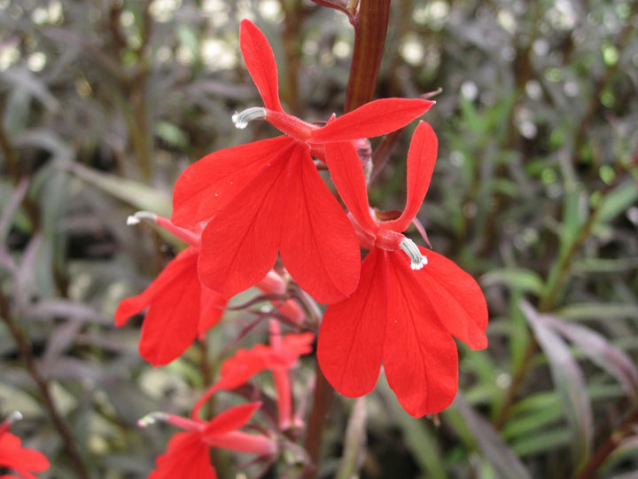 Red Leaved Lobelia (Lobelia fulgens 'Queen Victoria')