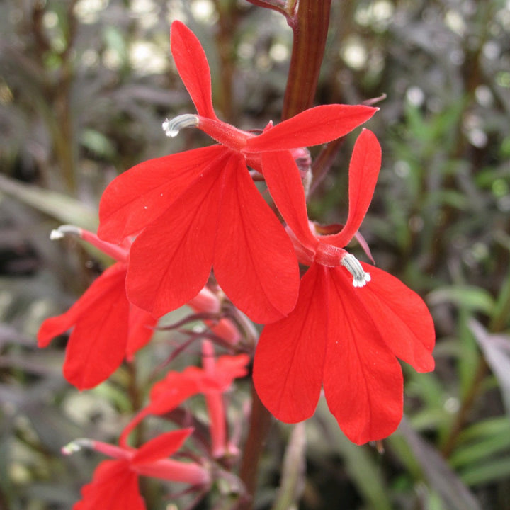 Red Leaved Lobelia (Lobelia fulgens 'Queen Victoria')