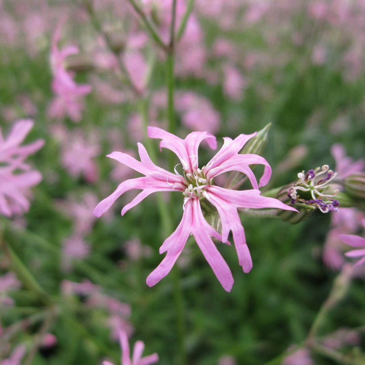 Buy Lychnis flos-cuculi (Ragged Robin) online UK