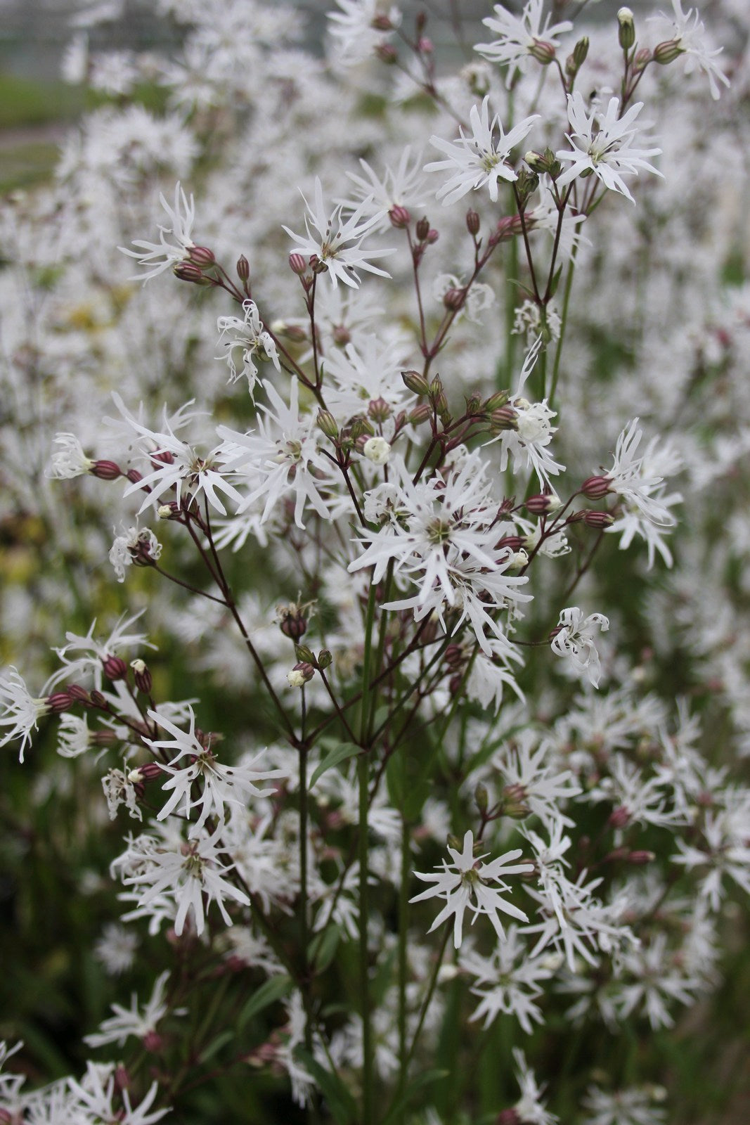 Buy Lychnis flos-cuculi 'White Robin' (White Ragged Robin) online UK