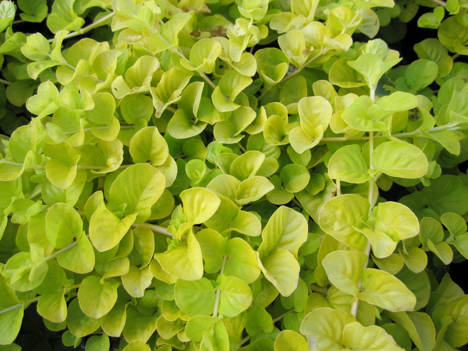 Golden Creeping Jenny (Lysimachia nummularia aurea) | Garden Wildlife