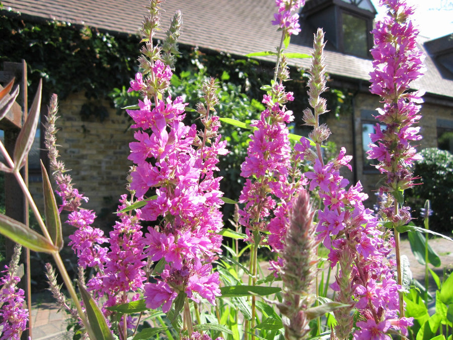 Purple Loosestrife (Lythrum salicaria)