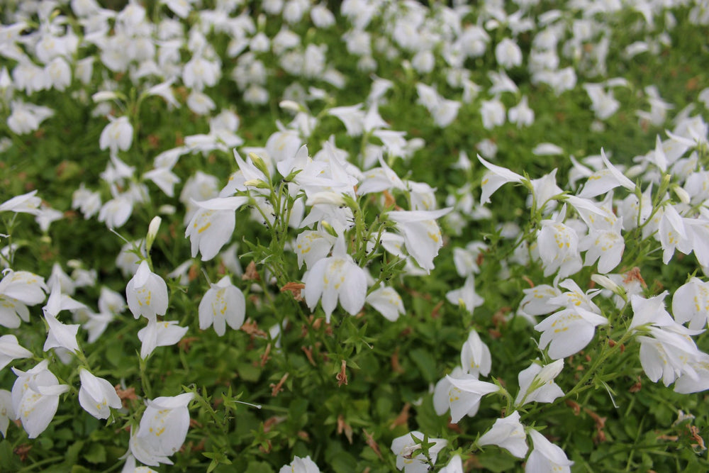White Chinese Marshflower (Mazus reptans 'Alba')