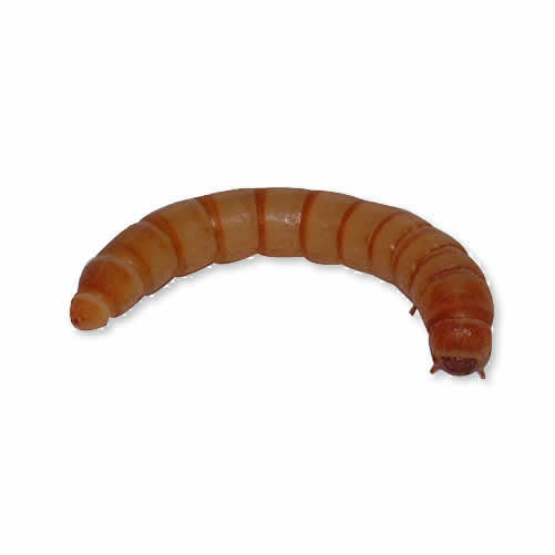Mini Mealworms