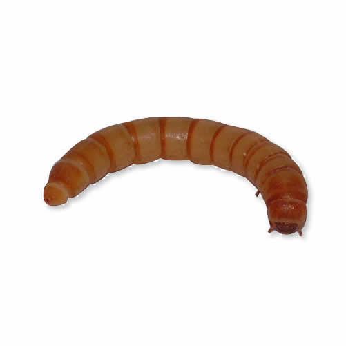 Buy Live Mini Mealworms online UK