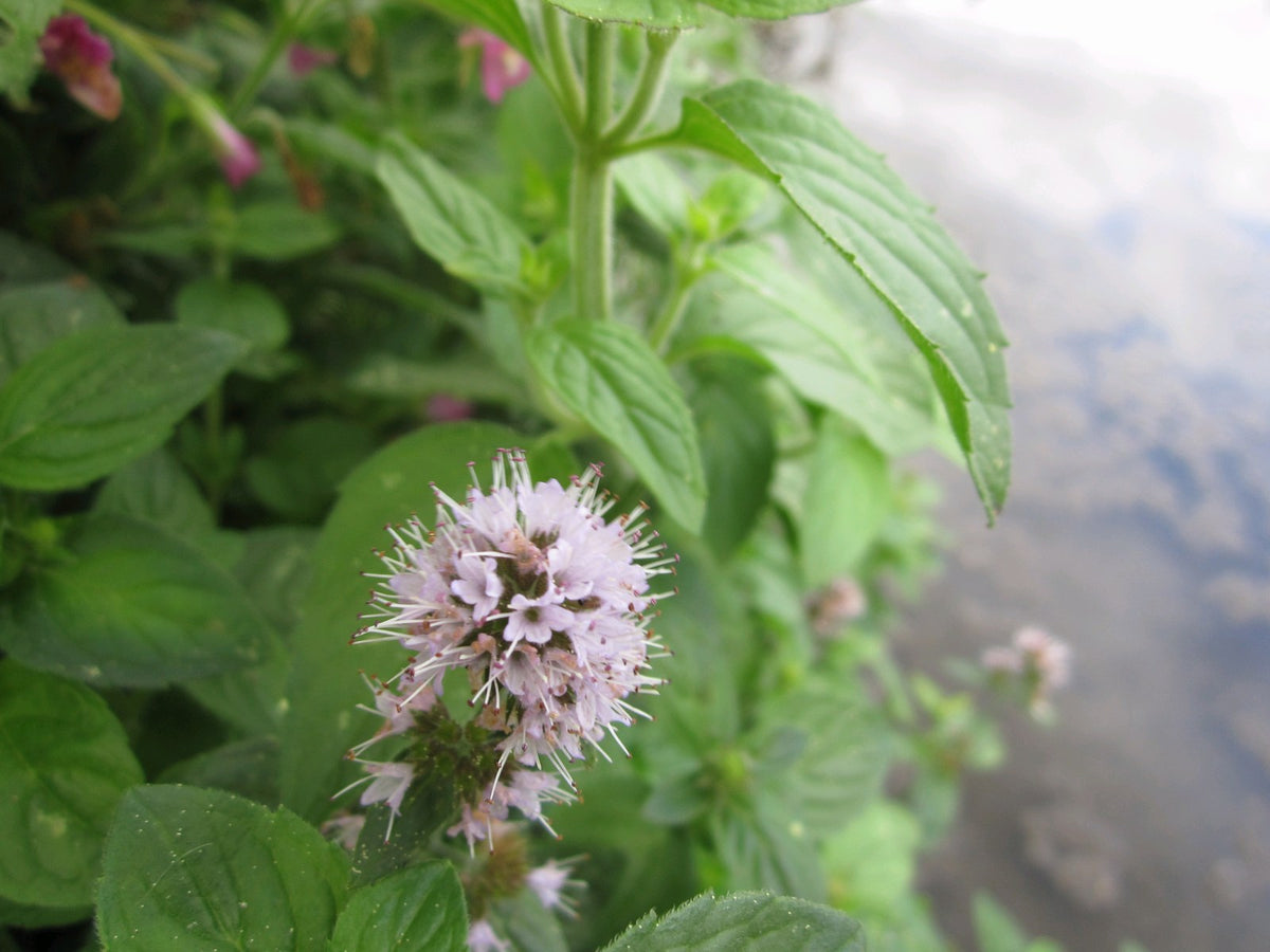 Buy Mentha aquatica (Water Mint) online UK