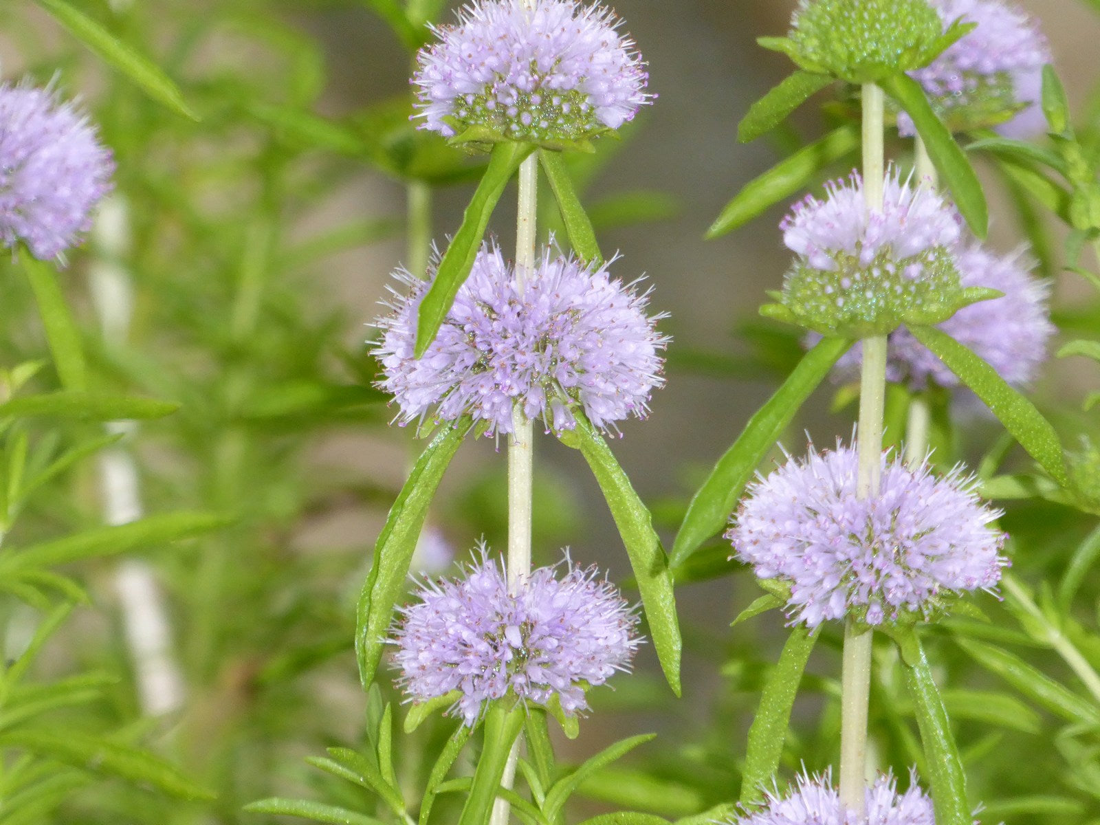 Water Spearmint (Mentha Cervina) | Garden Wildlife