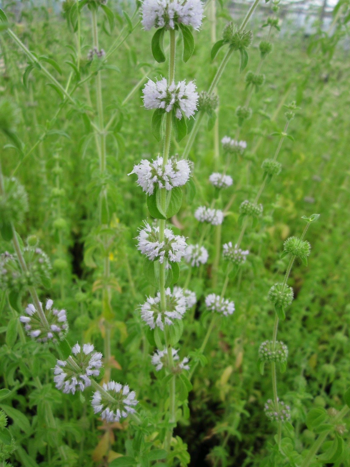 Buy Mentha pulegium (Pennyroyal) online UK