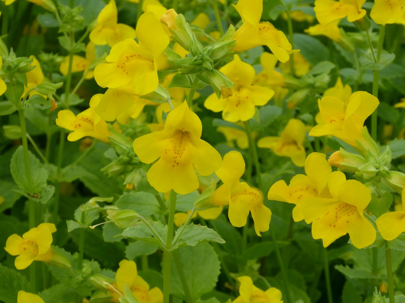 Mimulus guttatus (Common Monkey Flower) - Garden Wildlife