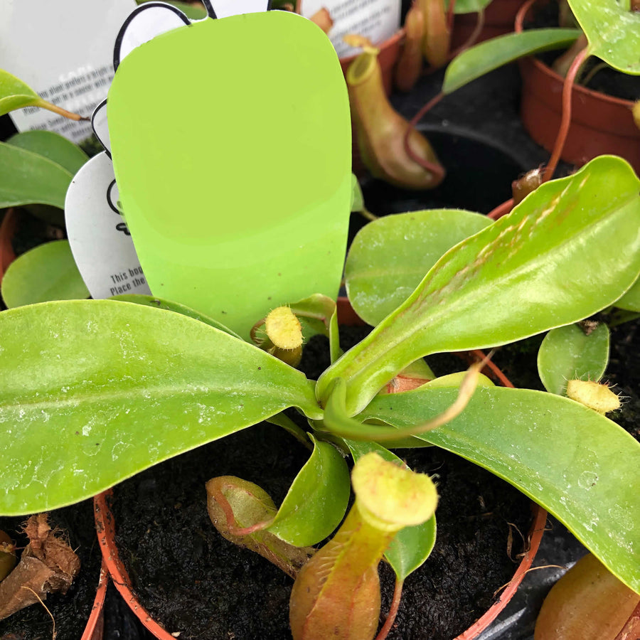 Monkey Cups (Nepenthes sp.)