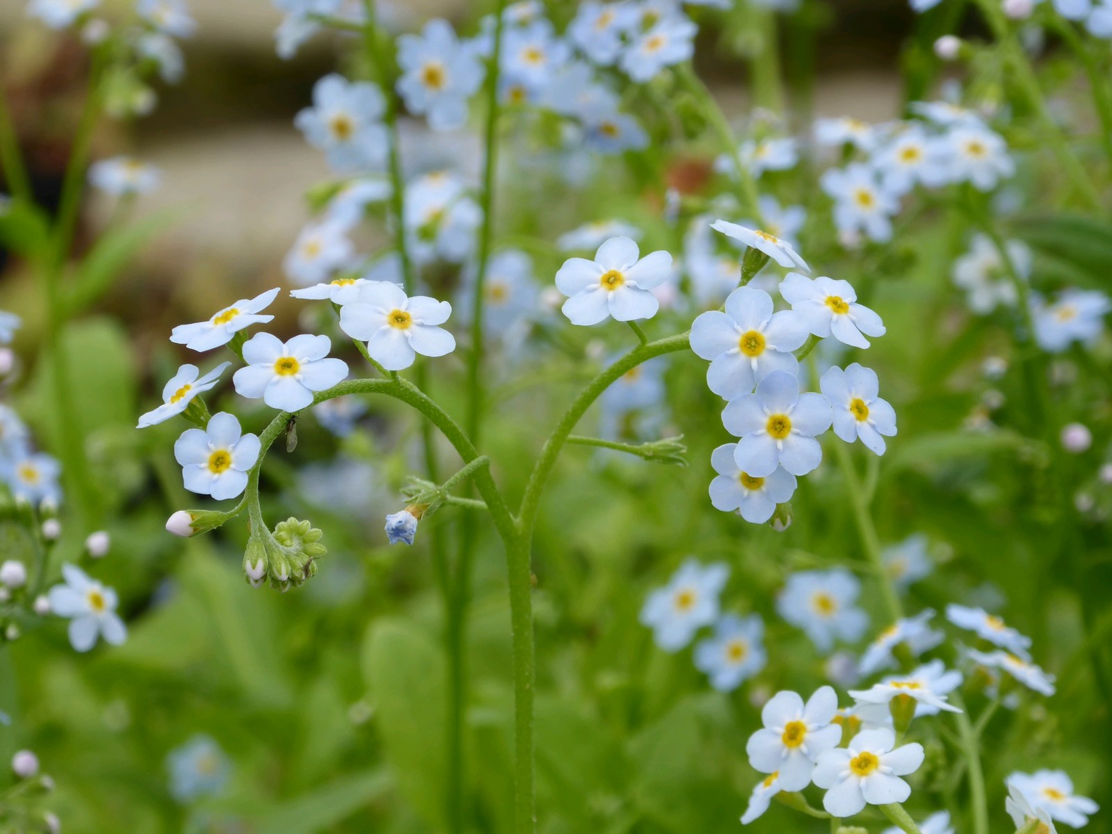 Water Forget-Me-Not (Myosotis scorpioides) | Garden Wildlife