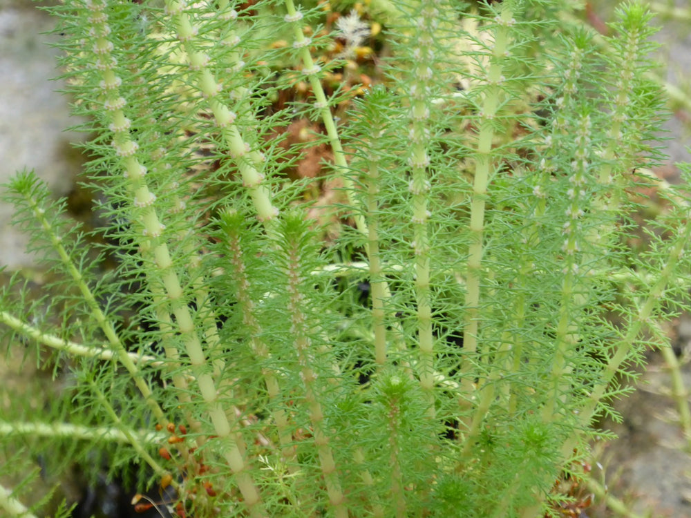 Upright Water Milfoil (Myriophyllum crispatum)