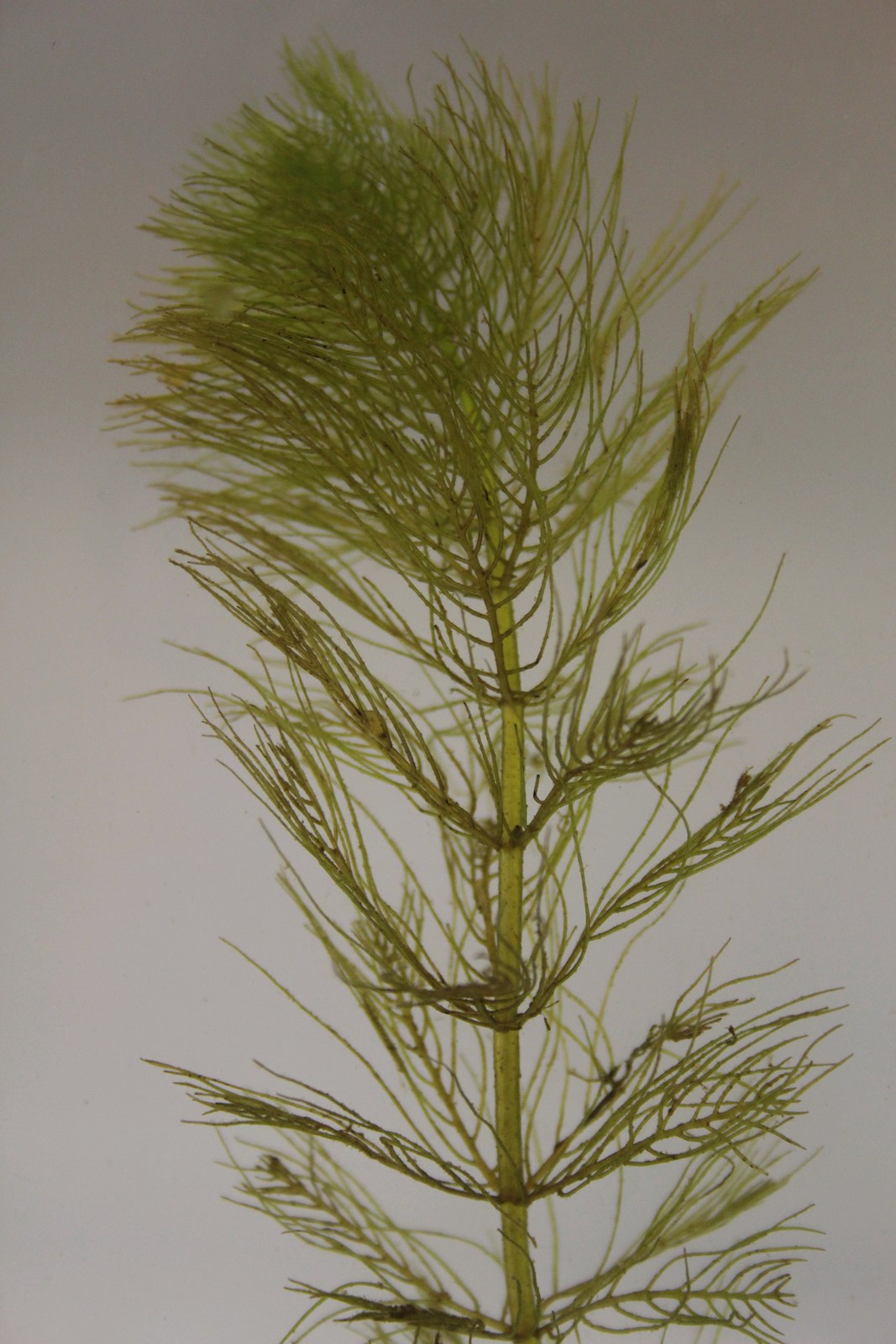 Whorled Water Milfoil (Myriophyllum verticillatum)