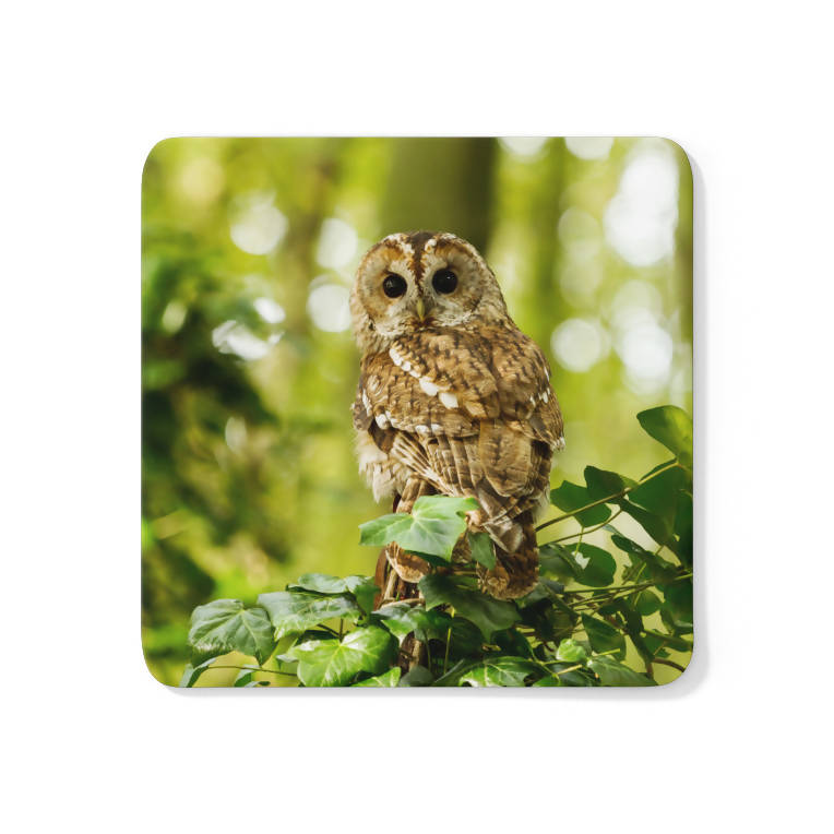 Tawny Owl Coaster