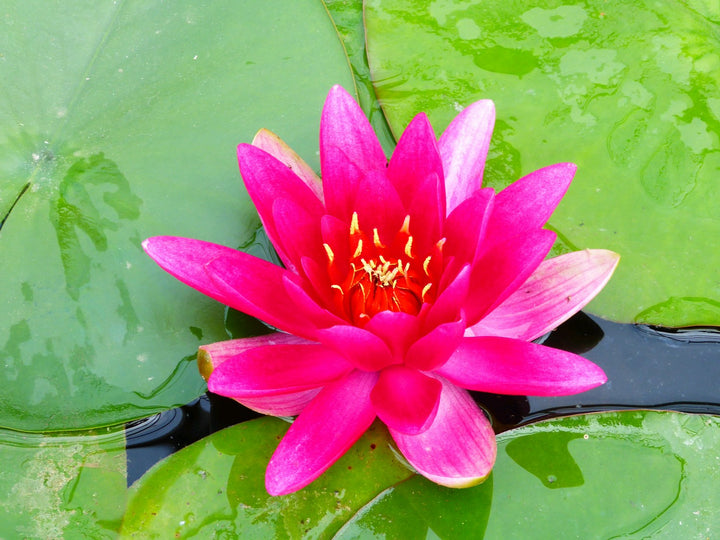 Nymphaea 'James Brydon' Water Lily