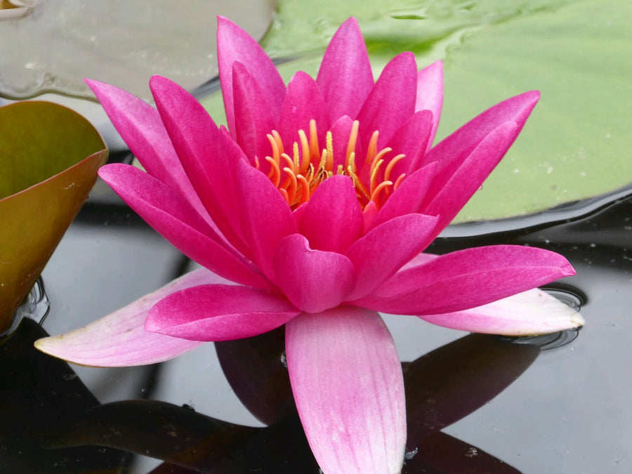 Nymphaea 'James Brydon' Water Lily