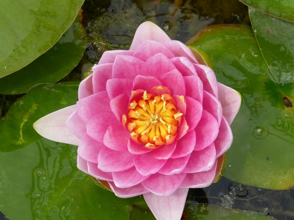 Nymphaea 'Madame Wilfron Gonnere' Water Lily