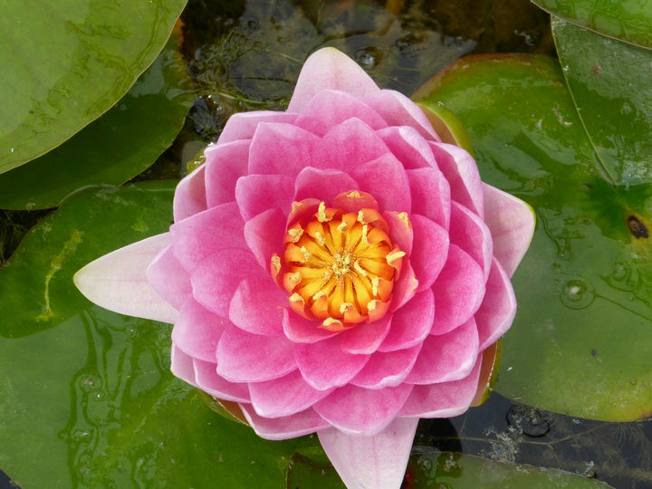 Nymphaea 'Madame Wilfron Gonnere' Water Lily