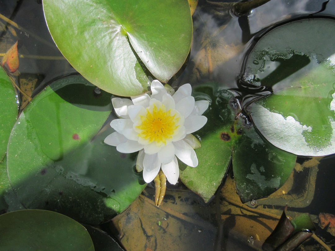 Nymphaea 'Marliacea Albida' Water Lily