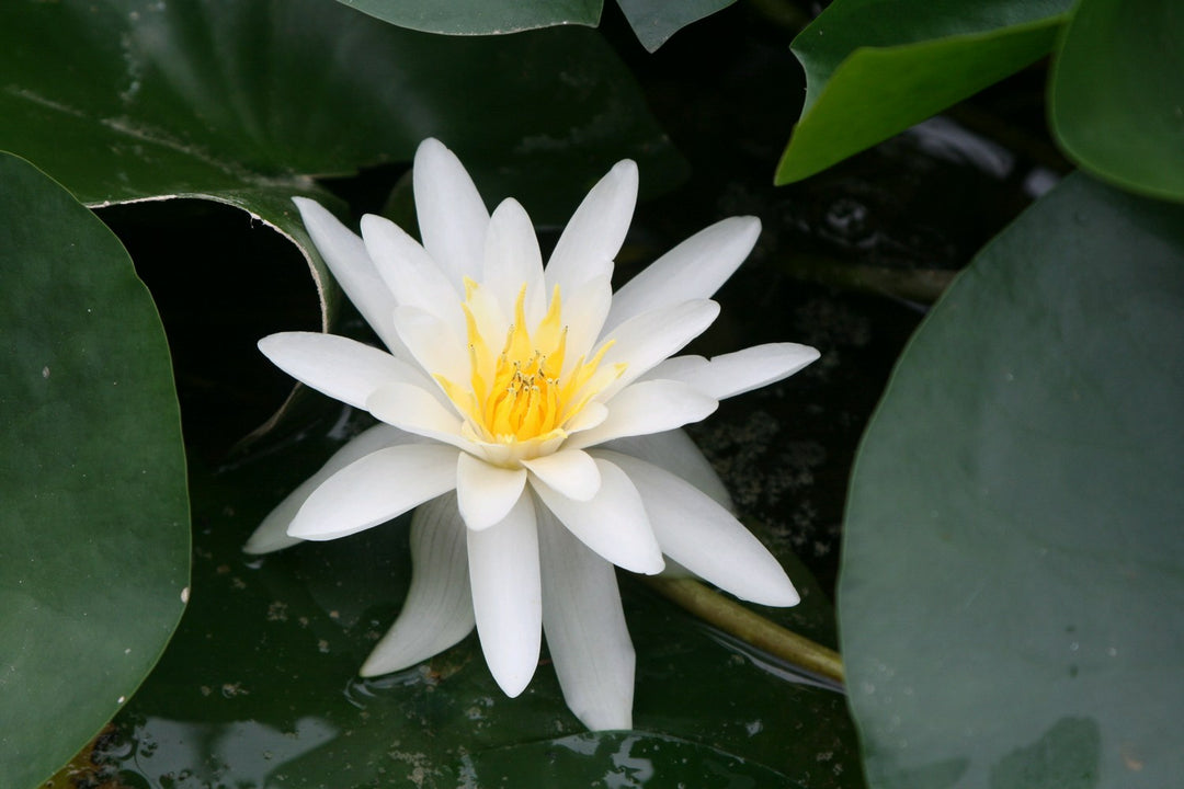 Nymphaea 'Marliacea Albida' Water Lily