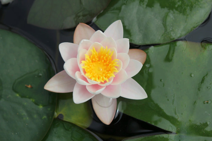 Nymphaea 'Marliacea Carnea' Water Lily