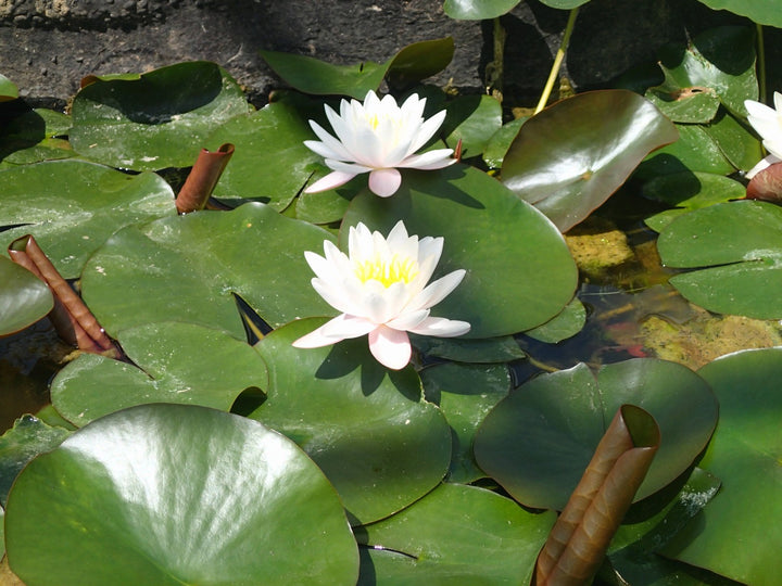 Nymphaea 'Marliacea Rosea' Water Lily