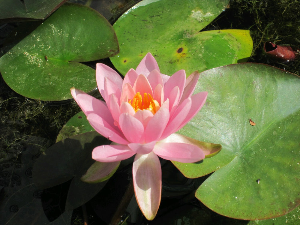Nymphaea odorata 'Firecrest' Water Lily