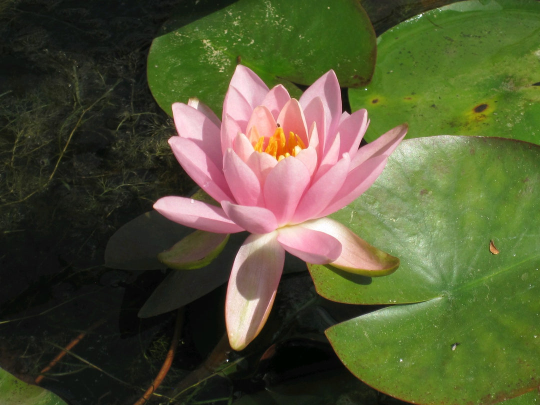 Nymphaea odorata 'Firecrest' Water Lily