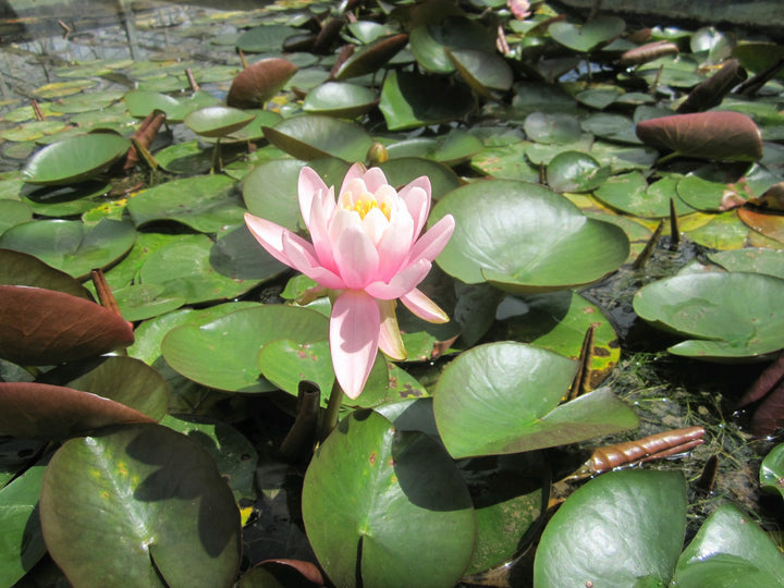 Nymphaea odorata 'Firecrest' Water Lily