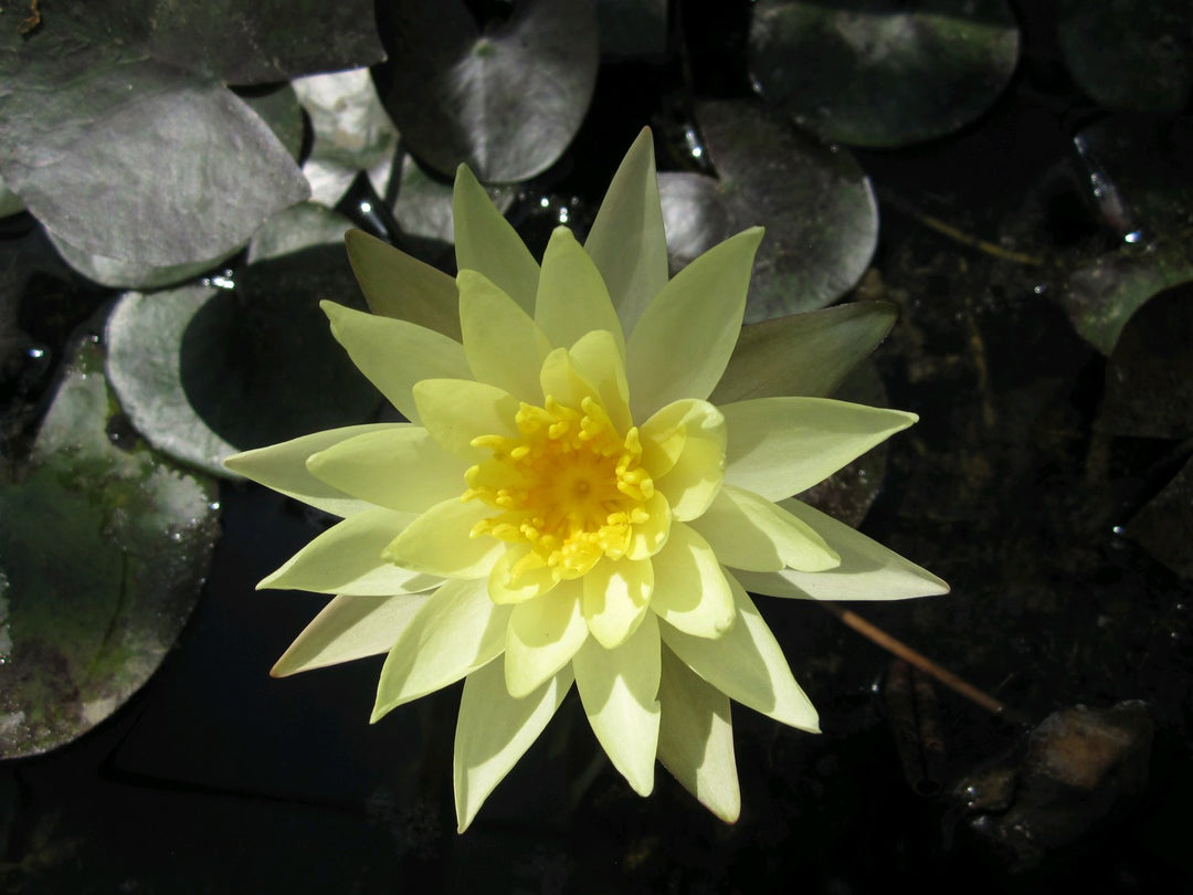 Nymphaea odorata 'Sulphurea' Water Lily