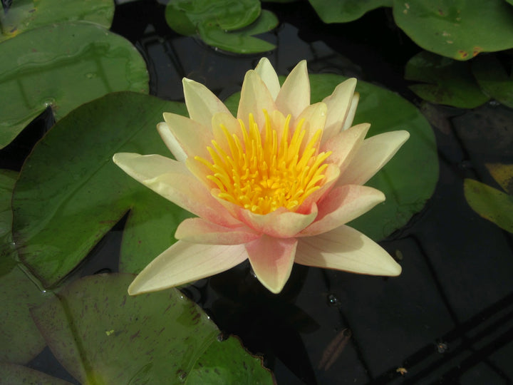 Nymphaea 'Paul Hariot' Water Lily
