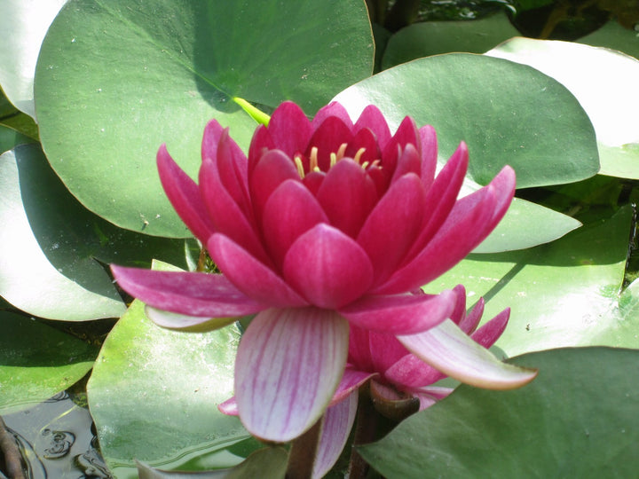 Nymphaea 'Perry's Baby Red' Water Lily