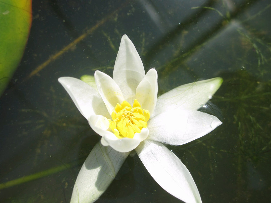 Nymphaea 'Pygmaea Alba' Water Lily