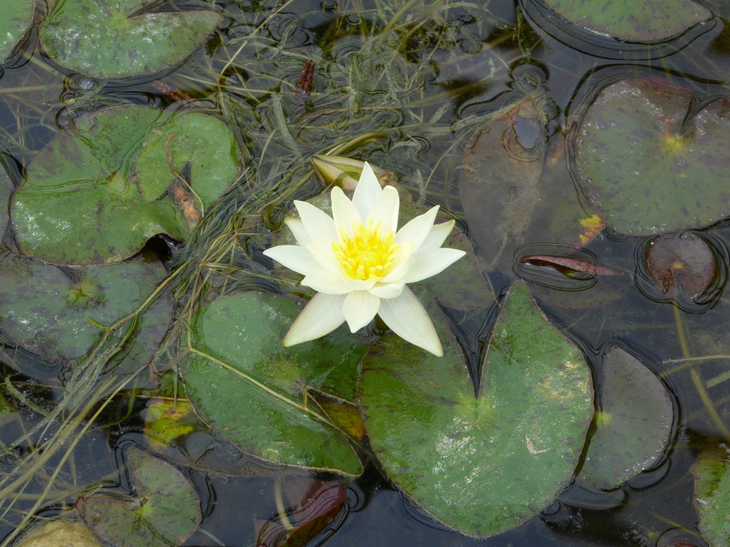 Nymphaea 'Pygmaea Helvola' Water Lily | Garden Wildlife