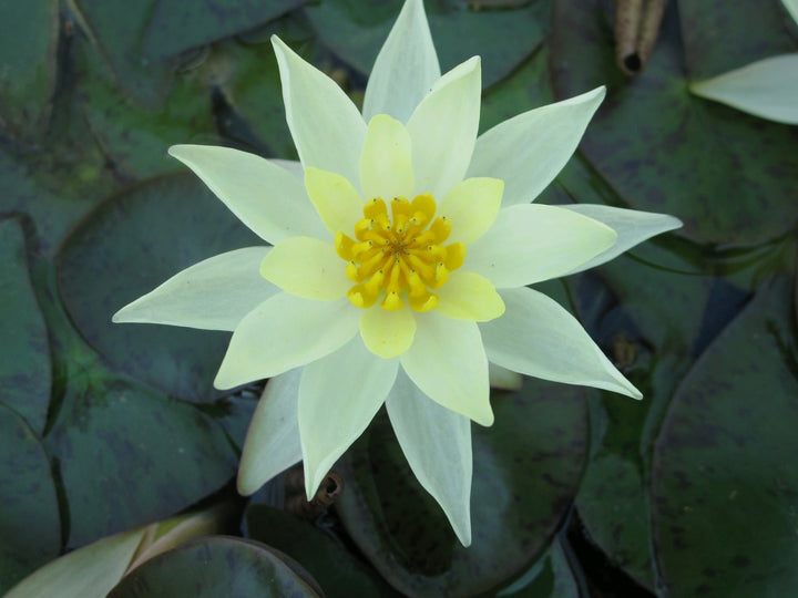Nymphaea 'Pygmaea Helvola' Water Lily