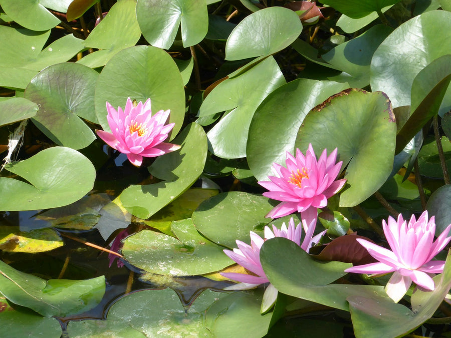 Nymphaea 'Rose Arey' Water Lily
