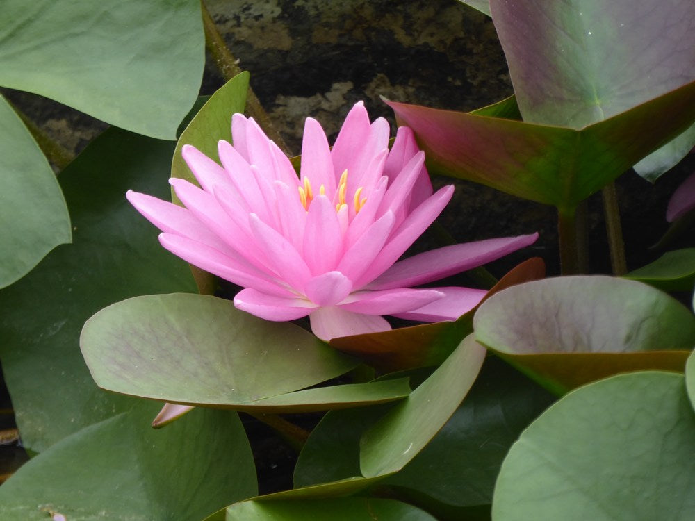 Nymphaea 'Rose Arey' Water Lily