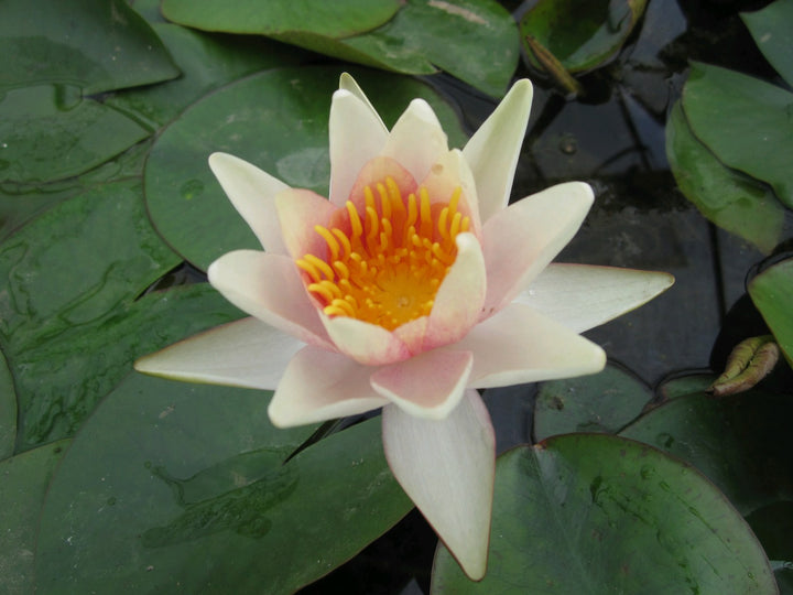 Nymphaea 'Sioux' Water Lily