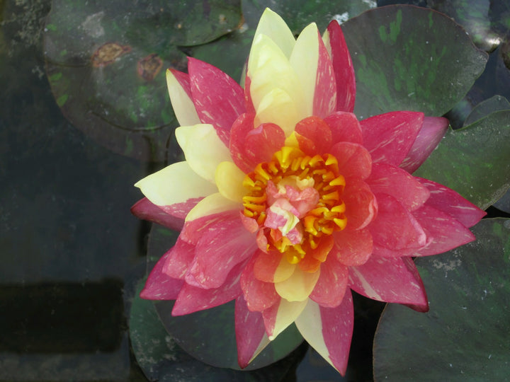 Nymphaea 'Wanvisa' Water Lily