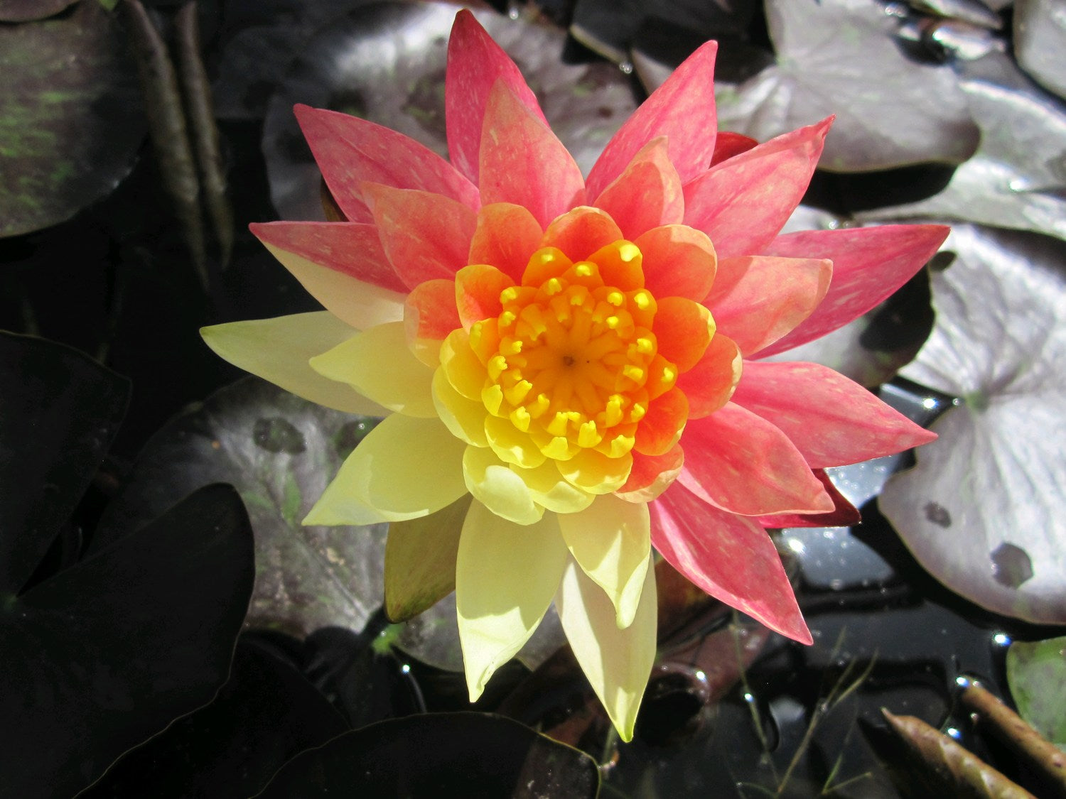 Nymphaea 'Wanvisa' Water Lily | Garden Wildlife