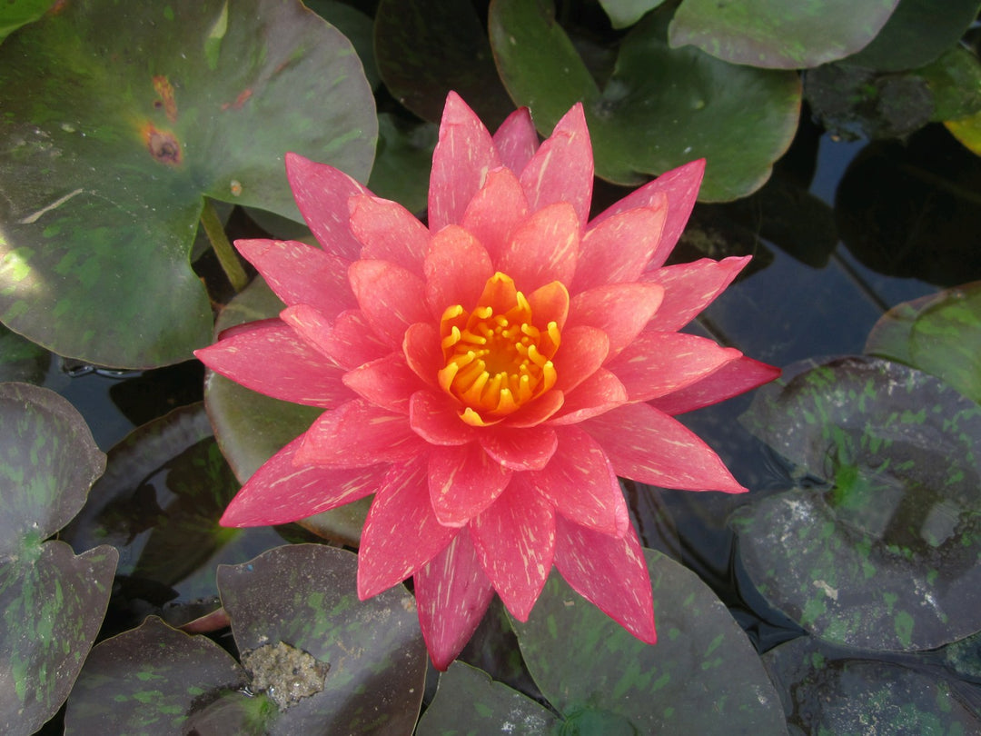 Nymphaea 'Wanvisa' Water Lily