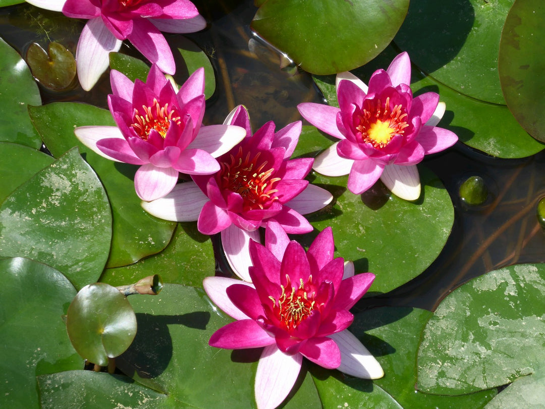 Nymphaea 'Xiafei' Water Lily