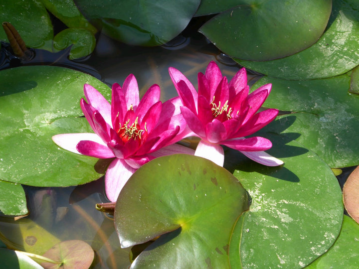Nymphaea 'Xiafei' Water Lily