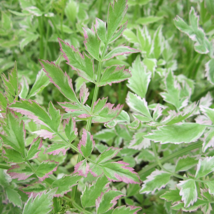 Variegated Water Dropwort (Oenanthe javanica 'Flamingo')