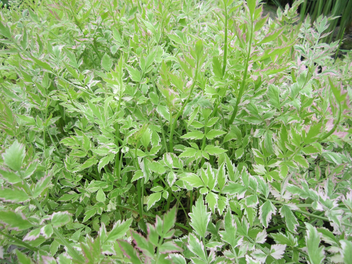 Buy Oenanthe javanica 'Flamingo' (Variegated Water Dropwort) online UK