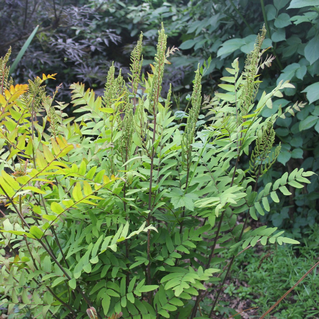 Osmunda regalis (Royal Fern) - Garden Wildlife