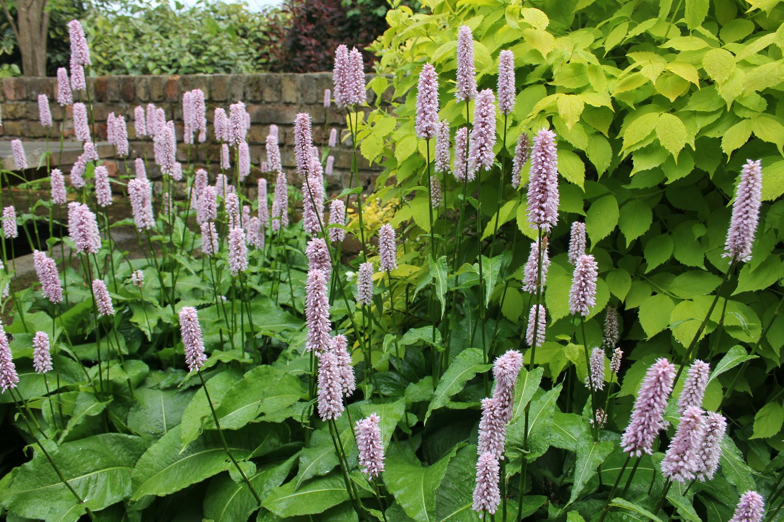 Adderwort (Persicaria bistorta) | Garden Wildlife